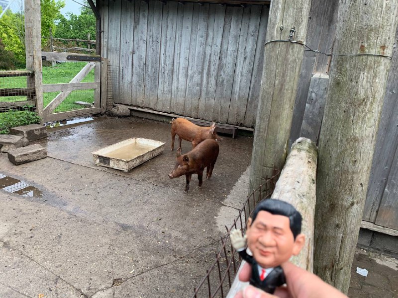 三只小猪🐷看到兄弟就歪着头哼哼哼哼吱哼吱吱吱吱过来了By