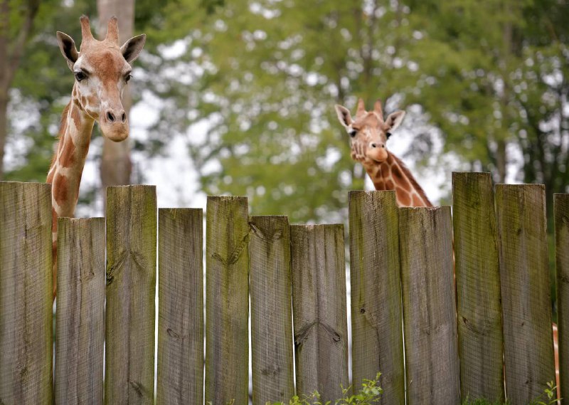 提供一些长颈鹿头像，便于识别战友By