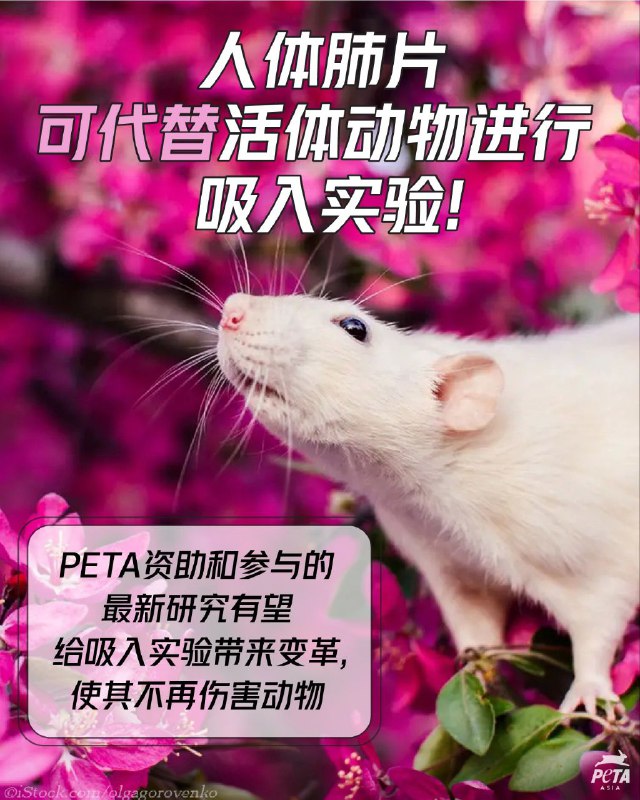 你们这个组织是资助了中国政府吗🥵🥵