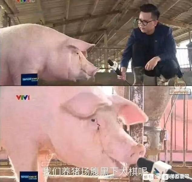 当小粉红被问及如何看