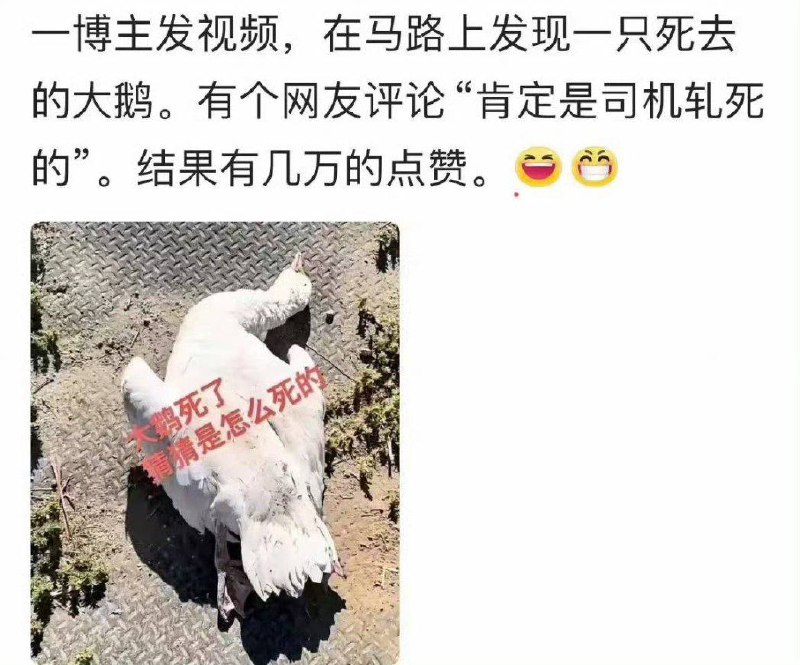 大大最爱的大鹅被哪个司机轧死了？