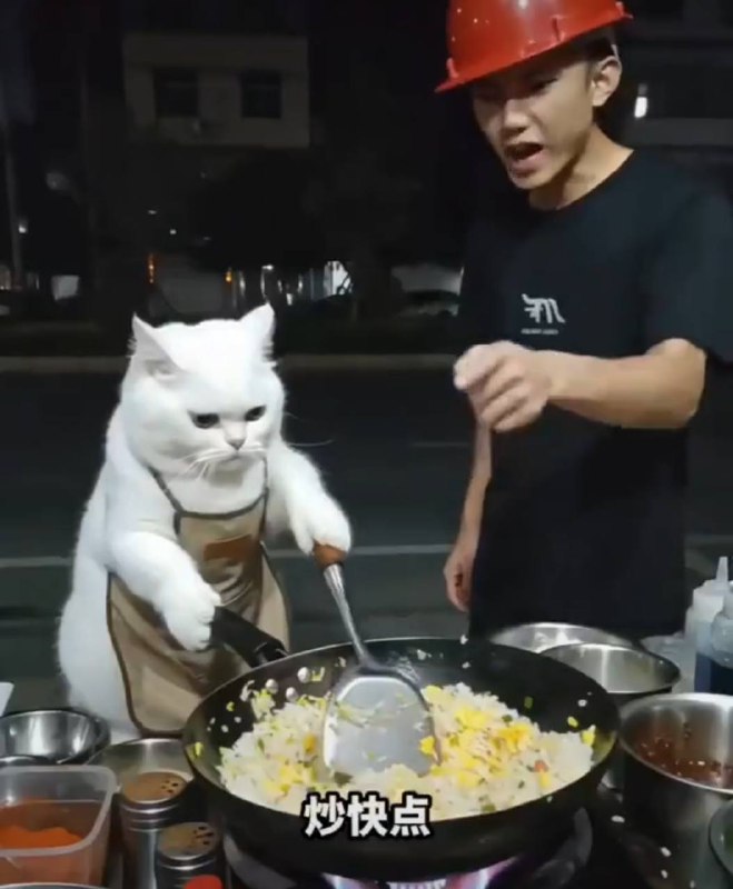 猫太子因为炒饭太慢