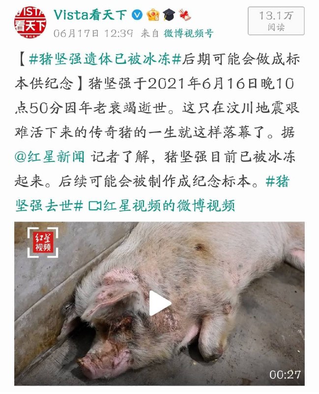 512明星豬死了，這卻不是重點，，，豬肉，冰凍，標本，，，教員😭是你嗎教員😭By