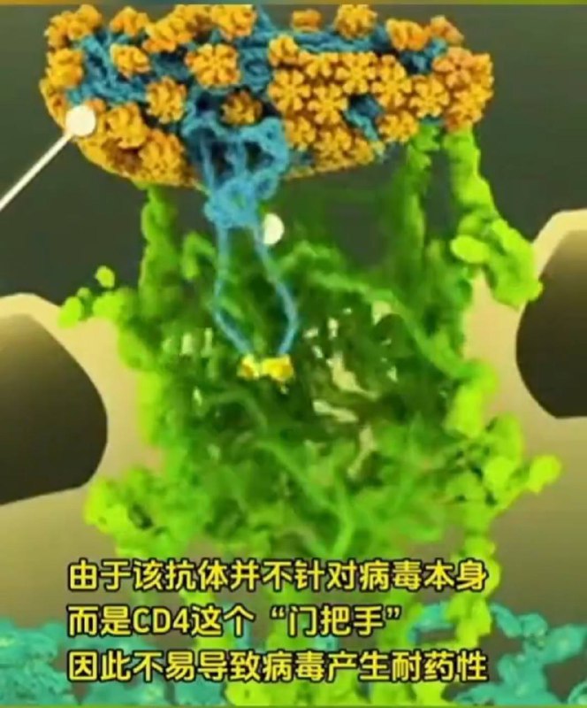 中国近日大肆宣传“中国开发出99%有效艾滋病毒抗体”，事实上开发针对艾滋病毒感染受体CD4的抗体，并且是外源抗体，未经确认不会影响CD4本身功能和导致自身免疫应答，其逻辑相当于，“我一刀把你杀了，今后就没人能杀得了你”