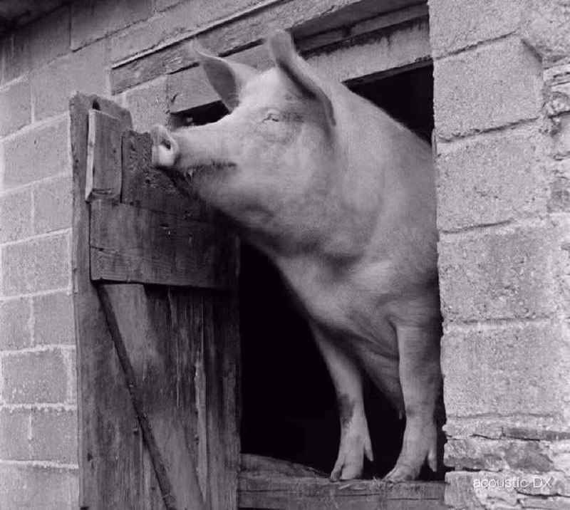 汶川震地幸存的猪坚强15岁了，住一室一厅，有专人照顾，每天吃30斤玉米，散步1小时，博馆物还决定在它死后，制作标展