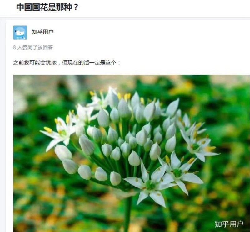 新当选国花：韭菜花投