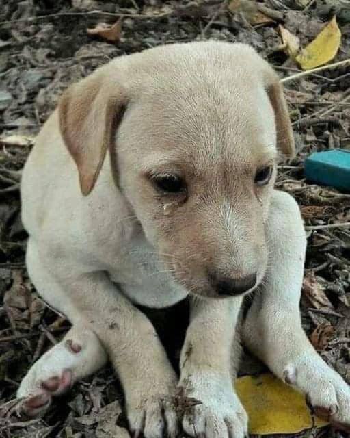 政治合格军事过硬纪律严明，作风优良！能打胜仗！By