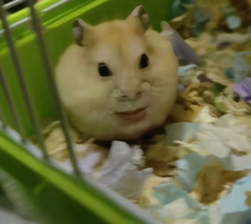 我们怀念她我们怀念她