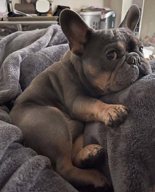 政治合格军事过硬纪律严明，作风优良！能打胜仗！By