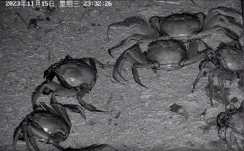 这是海康威视摄像头的录像截图，可以清晰地拍摄远处岸上的螃蟹