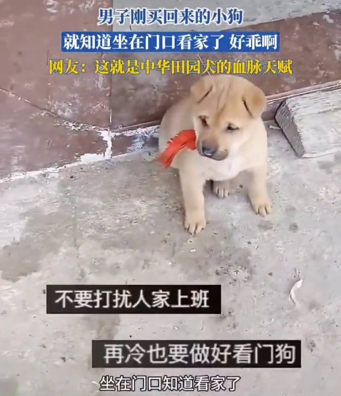 你这五毛说的是中华田园犬还是中华哈基人？你这五毛说的是中华田园犬还是中华哈基人？