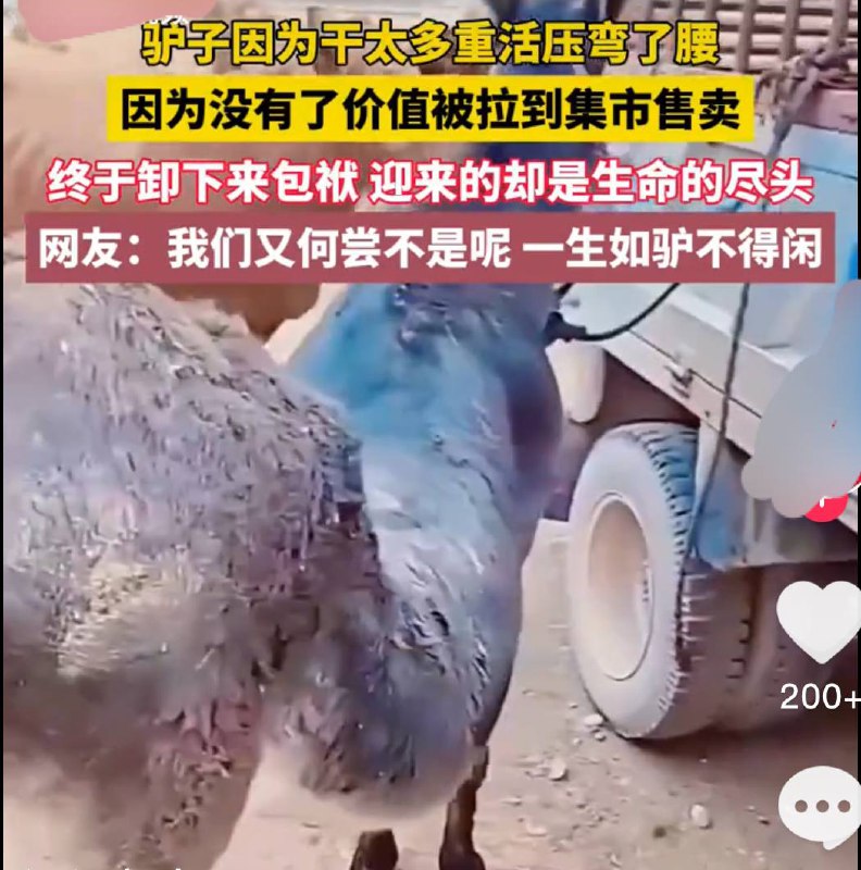 这视频最初的出处还被