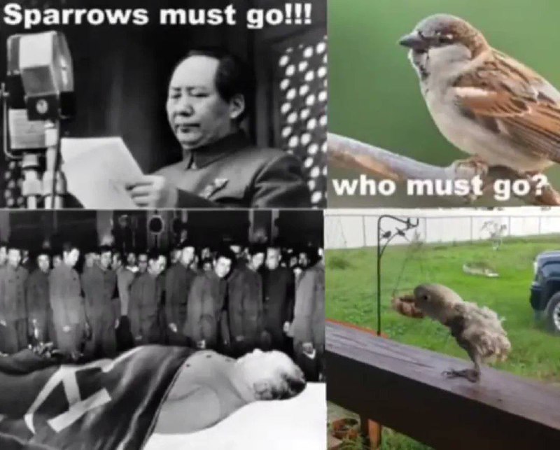 老图了，偶尔看老外发出来怼洋毛粉就发一下