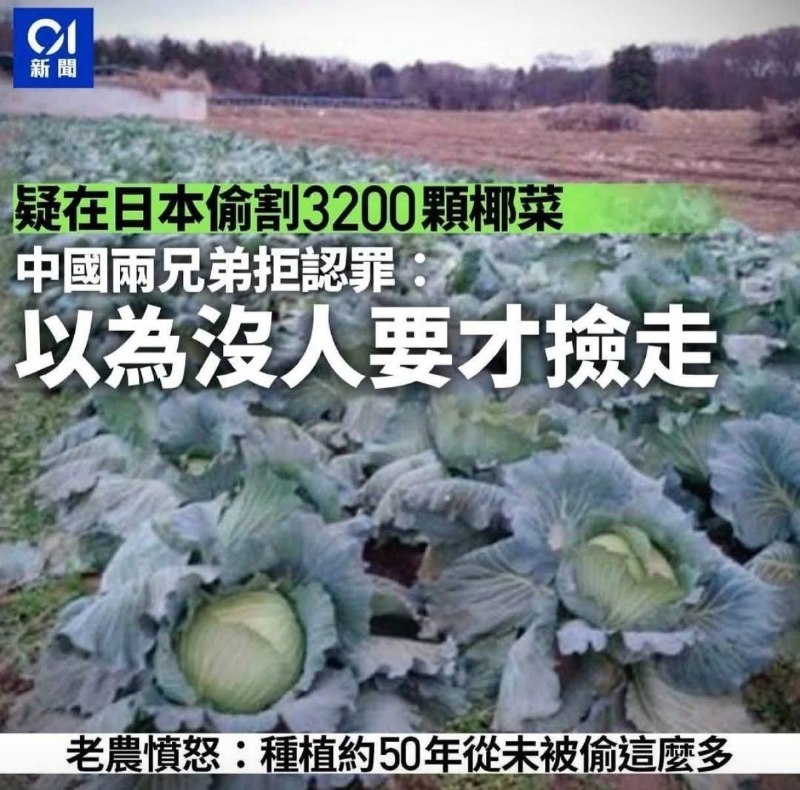 责任全在椰菜和反华势