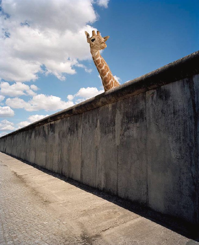 提供一些长颈鹿头像，便于识别战友By