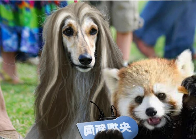 能告诉我，这是什么犬吗🤔投稿By