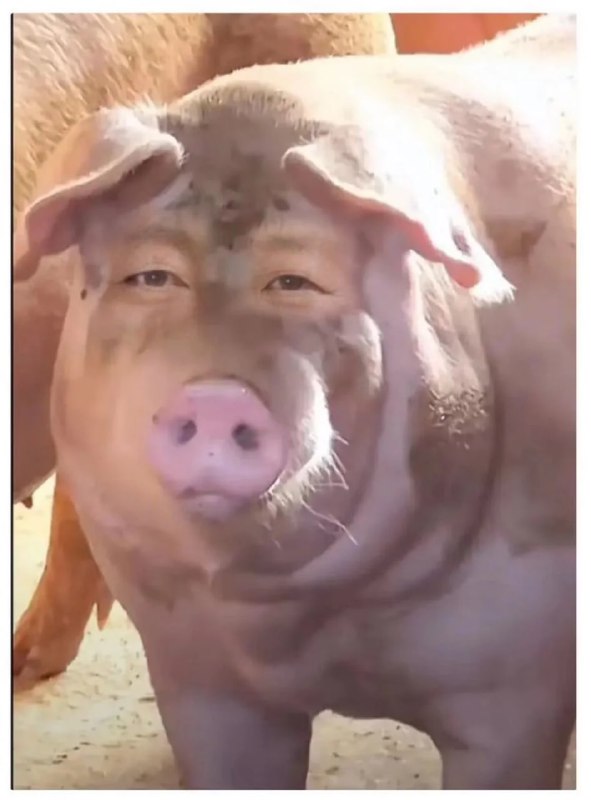 你们觉得清华的TA吃