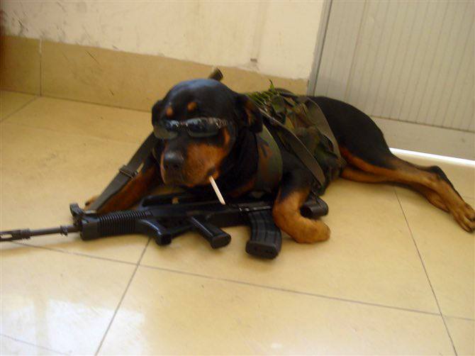 感谢美国反贼分部的拍摄