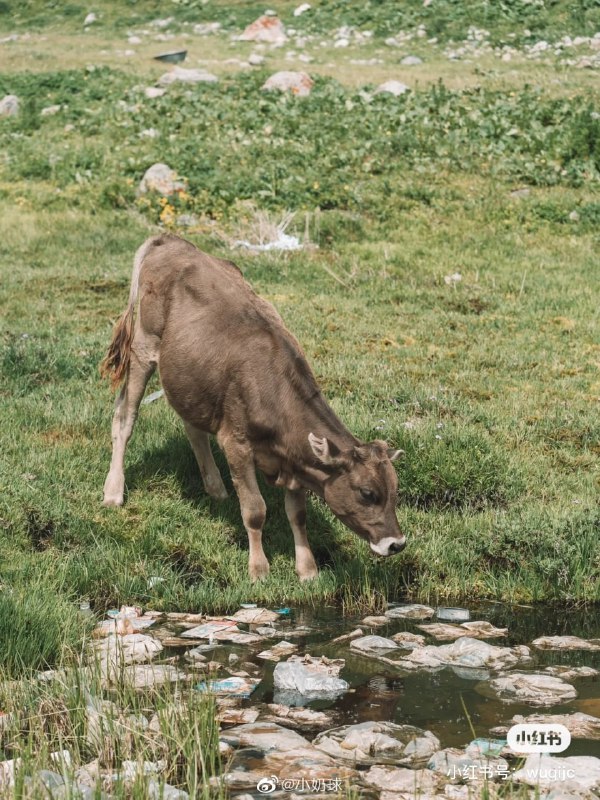 试图洗涤心灵朝圣的中国人，反而把新疆独库公路和乌孙古道 毁了By