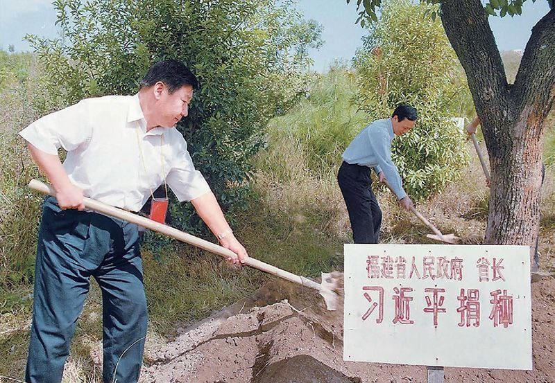 谁记得这棵树的下场？习迎新