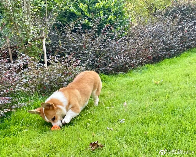 能打仗 打胜仗，这就是中国兵哥能打仗 打胜仗，这就是中国兵哥