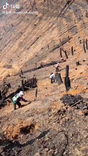 中国以后完蛋了，水稻上山，这是真的是要沙尘暴了