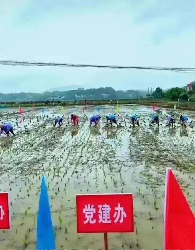 党员亲自下乡种地 自讨苦吃没事，能回本吗？对对对，资本的本
