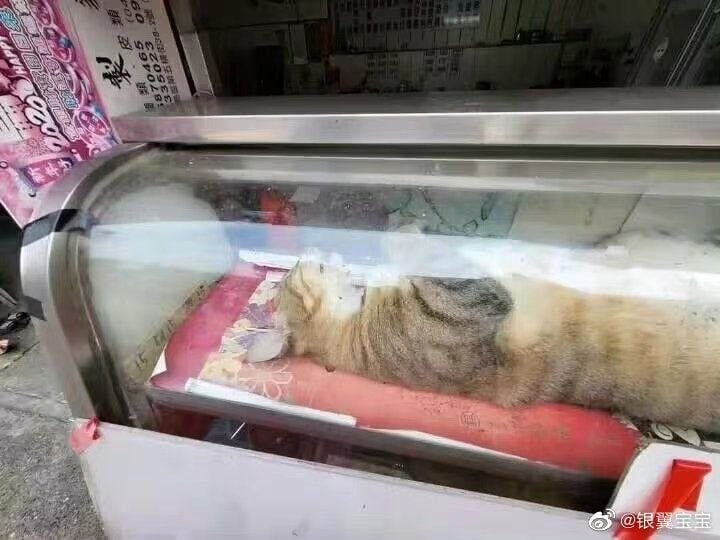 哦不，我的毛！孟池女朋友