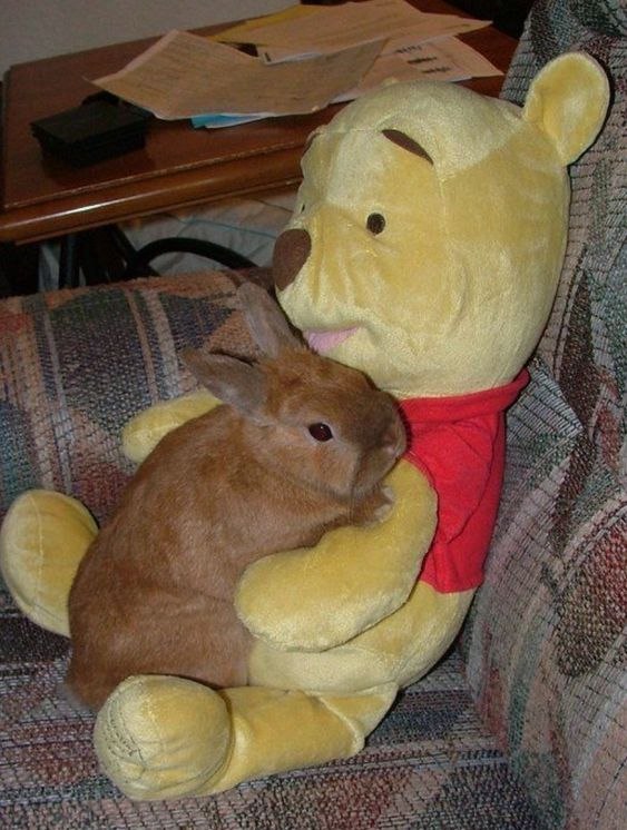 Bunnies (@RabbitEveryHour) on X