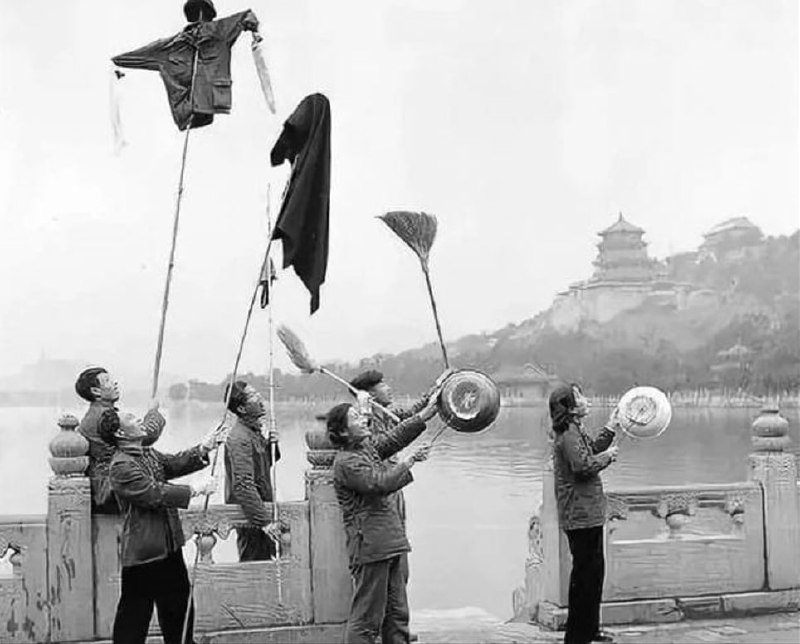 麻雀清零行动  与 病毒清零行动 异曲同工， 党带领人们走向一个又一个胜利麻雀清零行动  与 病毒清零行动 异曲同工， 党带领人们走向一个又一个胜利