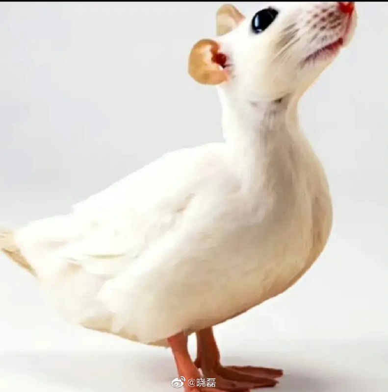 粉蛆开始洗地了，特意把鸭脖吃成这样来为官方站台， 怎么没吃出两个眼球？粉蛆开始洗地了，特意把鸭脖吃成这样来为官方站台， 怎么没吃出两个眼球？