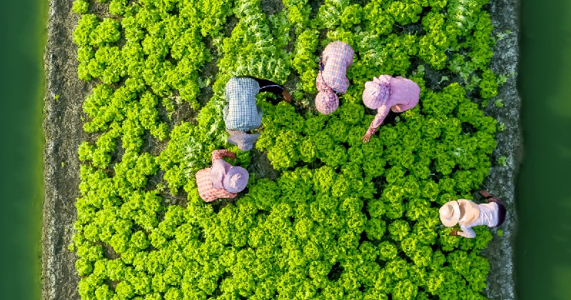 Global Food Security Index (GFSI)