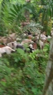 他以为通往幸福之路，即将实现自己的中国梦，没想到是...马迎新⚔️大佐他以为通往幸福之路，即将实现自己的中国梦，没想到是...马迎新⚔️大佐