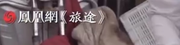 你国自己制作的节目 都逃不了 习禁评的魔掌投稿By