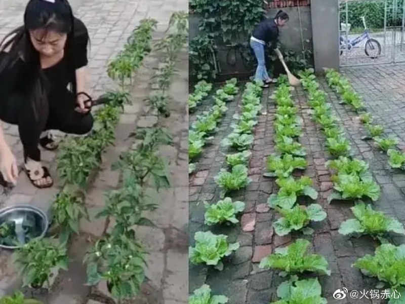 农业大国，能在夹缝中种菜养猪达人·马迎新农业大国，能在夹缝中种菜养猪达人·马迎新