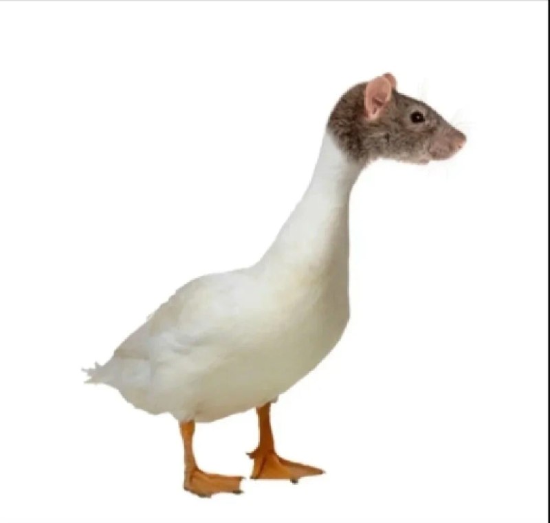 社会主义鸭子习近平新时代中国特色社会主义🦆