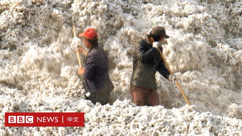 新疆棉：新证据揭露时尚产业背后的强迫劳动