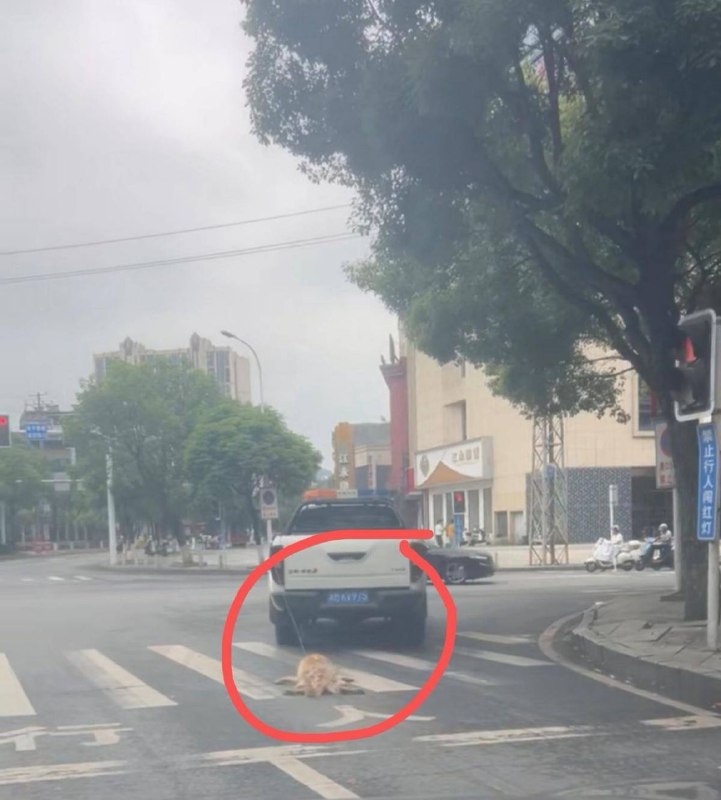 執法車成虐殺工具？湖