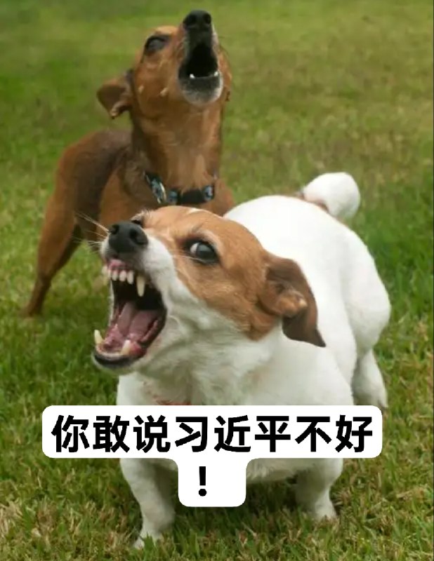 战狗出击！😎 匿名