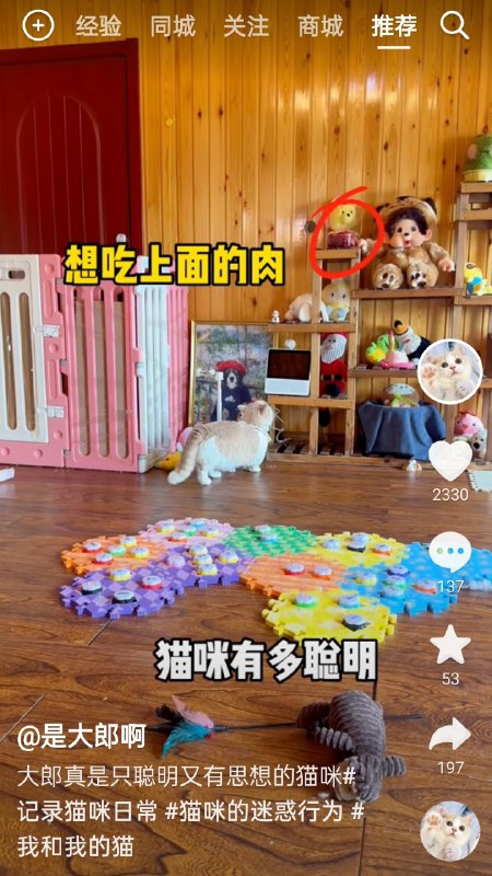 忍不住了！可愛貓貓也要衝塔😾怒吃某人的肉By