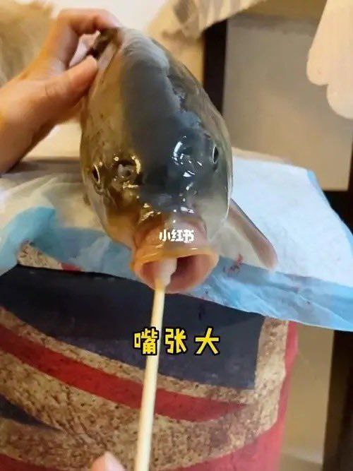 在党的正确领导下，給狗給貓做核酸我算了，這他媽在給螃蟹和魚做核酸呢？它們沒有肺啊…這他媽是肺炎啊#墙大的想象力 投稿By