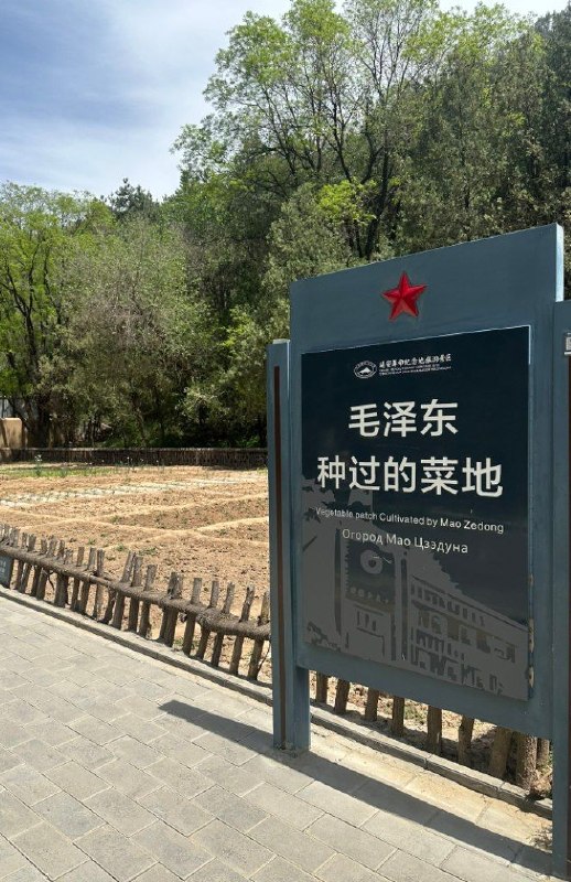 种的是罂粟吗？😎