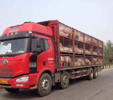 暖心❤️！墙国🇨🇳新一线城市东莞灵活改装运猪🐷车，用以安排运输居民进行核酸检测！暖心❤️！墙国🇨🇳新一线城市东莞灵活改装运猪🐷车，用以安排运输居民进行核酸检测！