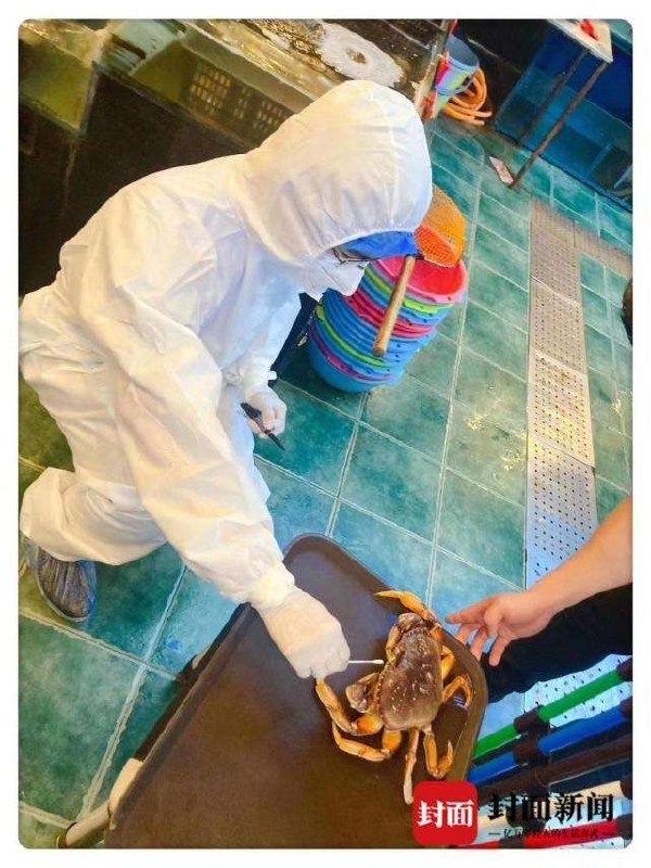 在党的正确领导下，給狗給貓做核酸我算了，這他媽在給螃蟹和魚做核酸呢？它們沒有肺啊…這他媽是肺炎啊#墙大的想象力 投稿By