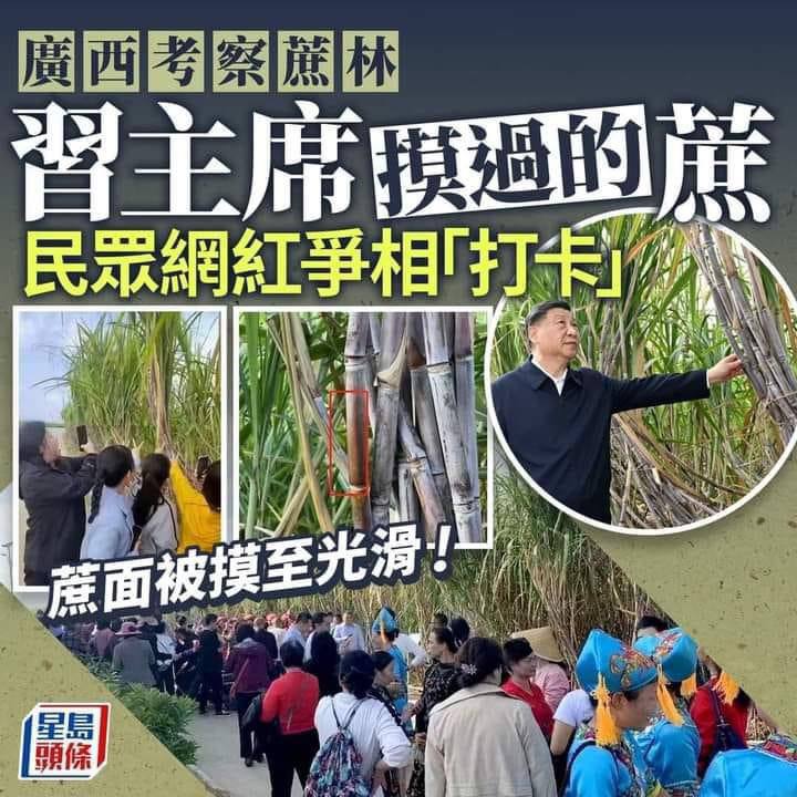 古有毛帝賜芒果今有維尼摸甘蔗By