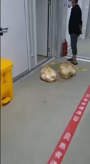 用污物升降梯运吃的，医疗垃圾通道放食物国家一直强调，标准方舱，必须三区两通道