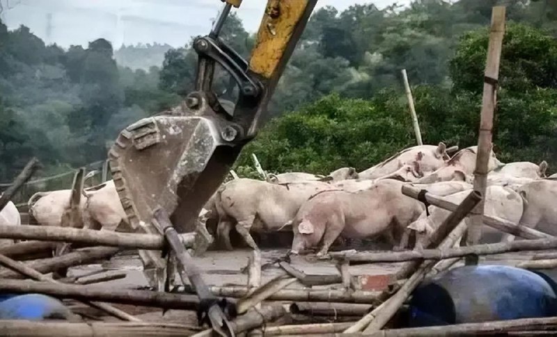 政府拆猪栏，农民枪反抗#官逼民反政府拆猪栏，农民枪反抗#官逼民反
