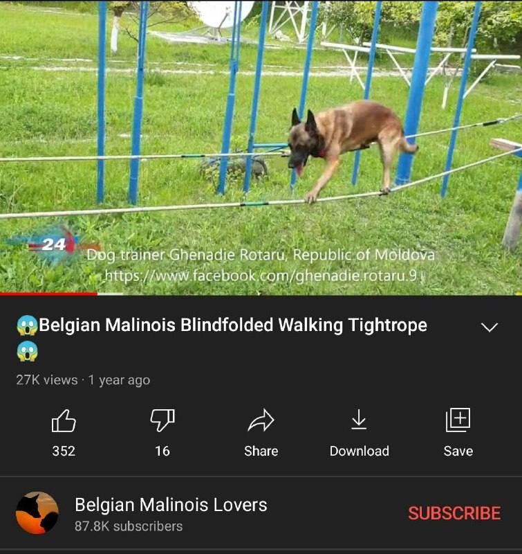 不愧是偷国，偷比利时训练军犬的视频，不愧是无大义也无小礼的国家不愧是偷国，偷比利时训练军犬的视频，不愧是无大义也无小礼的国家