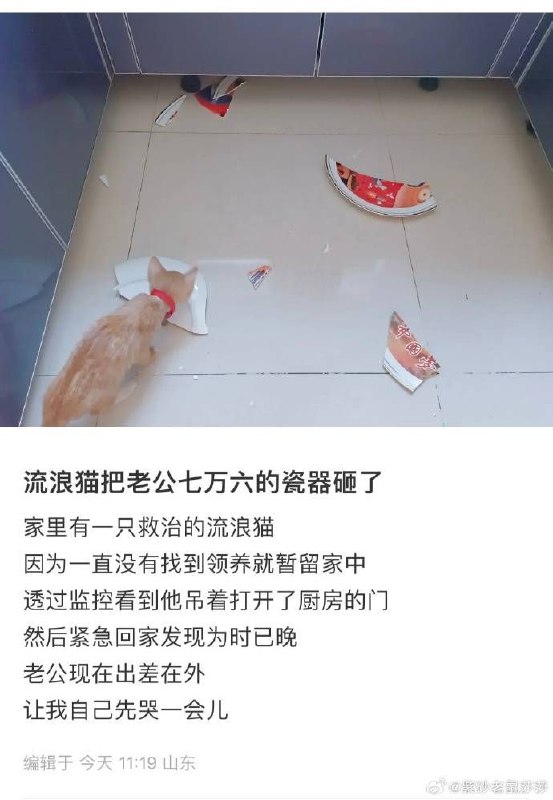 这猫现在50万了，你有什么不满意By