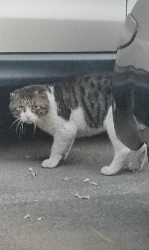 洛阳理工学院刀战服 1v3 死2伤2 这是被吓坏的猫投稿By